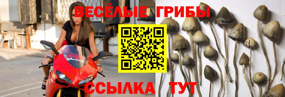 Бахчисарай  Галлюциногенные грибы Psilocybine cubensis  Вход с VPN 